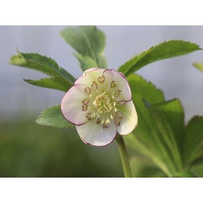 大木ナーサリー - 2026年クリスマスローズ開花株｜Yahoo!ショッピング