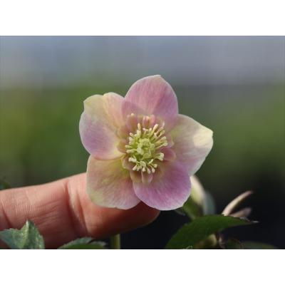 大木ナーサリー - 2026年クリスマスローズ開花株｜Yahoo!ショッピング