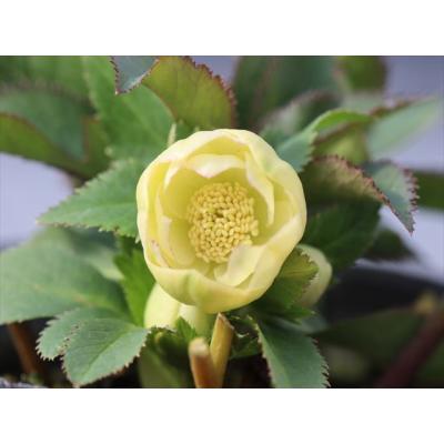 大木ナーサリー - 2026年クリスマスローズ開花株｜Yahoo!ショッピング