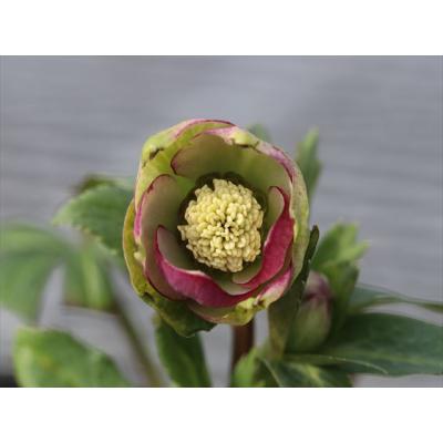 大木ナーサリー - 2026年クリスマスローズ開花株｜Yahoo!ショッピング