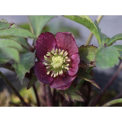 大木ナーサリー - 2026年クリスマスローズ開花株｜Yahoo!ショッピング