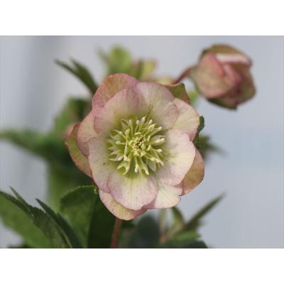 大木ナーサリー - 2026年クリスマスローズ開花株｜Yahoo!ショッピング