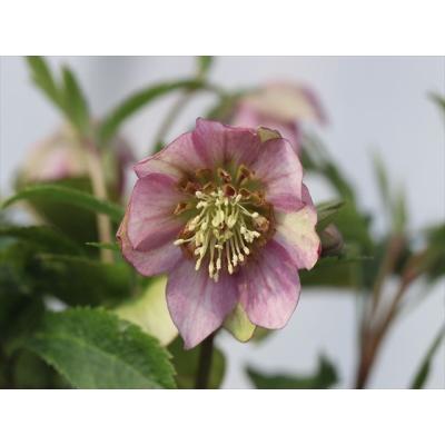 大木ナーサリー - 2026年クリスマスローズ開花株｜Yahoo!ショッピング