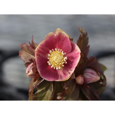 大木ナーサリー - 2026年クリスマスローズ開花株｜Yahoo!ショッピング