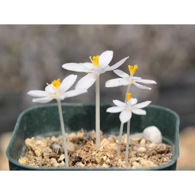 大木ナーサリー - 球根類｜Yahoo!ショッピング