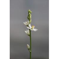 クレマチス　アルビコマ　大木ナーセリー　正規品　レア品種 Ohgi Nursery~ 原種系クレマチス 