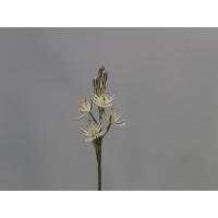 Ornithogalum Thyrsoides オーニソガラム シルソイデス Ornithogalumthyrsoides 大木ナーサリー 通販 Yahoo ショッピング
