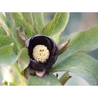 【大木ナーサリー】クリスマスローズ　デュメ系sd株分 大木ナーサリー】クリスマスローズ デュメ系sd株分 - メルカリ