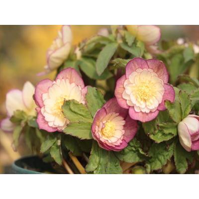 大木ナーサリー - 2025年クリスマスローズ新苗｜Yahoo!ショッピング