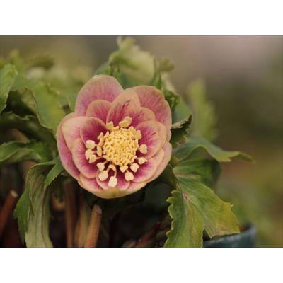 ポーセリンsd6号１０充実株！大木ナーサリー様クリスマスローズ ポーセリンsd6号10充実株！大木ナーサリー様クリスマスローズ