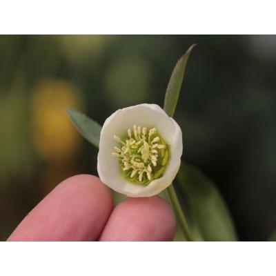 【大木ナーサリー】クリスマスローズ　オーレア系sd株分け 大木ナーサリー】クリスマスローズ株分け オーレア系sd - メルカリ