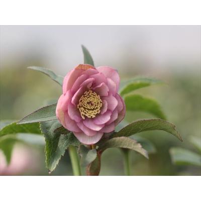 大木ナーサリー - 2025年クリスマスローズ新苗｜Yahoo!ショッピング