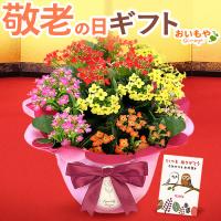 母の日 花 ギフト 母の日プレゼント 2019 mothersday 鉢植え スイーツ カーネーション以外 