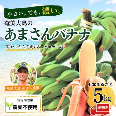 開花照準＝210㎝、世界一美味!?伝統種・島バナナ、絶賛報道◆木熟OK＝バナナ苗 島バナナ苗のおすすめ人気商品一覧 通販 - Yahoo!ショッピング