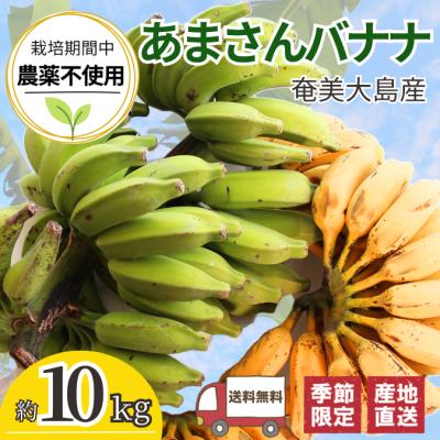 島バナナの商品一覧 通販 - Yahoo!ショッピング