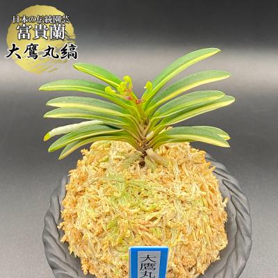 富貴蘭のおすすめ人気商品一覧 通販 - Yahoo!ショッピング