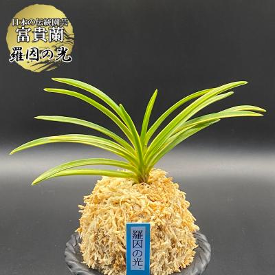 風蘭のおすすめ人気商品一覧 通販 - Yahoo!ショッピング