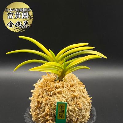 【 富貴蘭 】玉金錦　149 富貴蘭 】玉金錦149