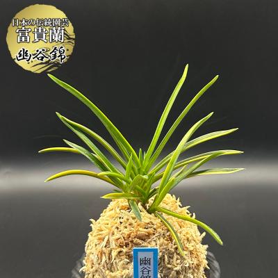 OKABE GREEN JewelryPlant - 富貴蘭｜Yahoo!ショッピング