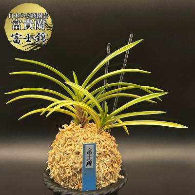 富貴蘭のおすすめ人気商品一覧 通販 - Yahoo!ショッピング