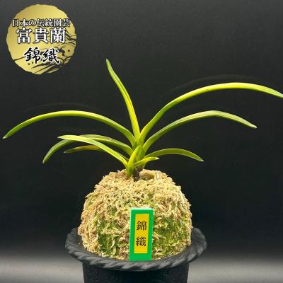 富貴蘭 薩摩 2本立ち 品種保証 富貴蘭】 お得な2種セット : ヨネヤマ