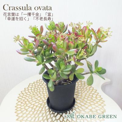 ❤\"お金のなる木を植えよう!3D版\"❤ 楽天市場】金のなる木（観葉植物｜花・観葉植物）：花・ガーデン