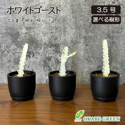 ホワイトゴーストのおすすめ人気ランキングTOP100 - Yahoo!ショッピング