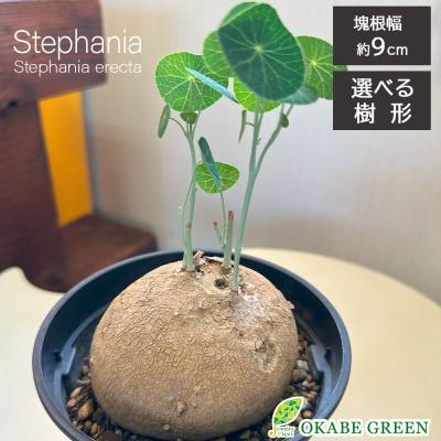 ステファニア エレクタ（花、ガーデニング）のおすすめ人気商品一覧