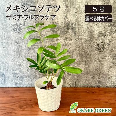 ザミア メキシコソテツ（観葉植物） | 花、ガーデニング の商品一覧