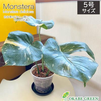 斑入りモンステラ(観葉植物)の商品一覧 | 花、ガーデニング 斑入りモンステラ(観葉植物)の商品一覧 | 花、ガーデニング