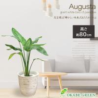 観葉植物 シーグレープ Sea Grape 室内 イミテーショングリーン G 家具350 通販 Yahoo ショッピング