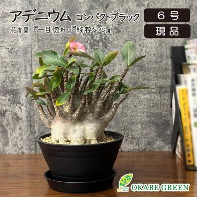 アデニウムの商品一覧 通販 - Yahoo!ショッピング