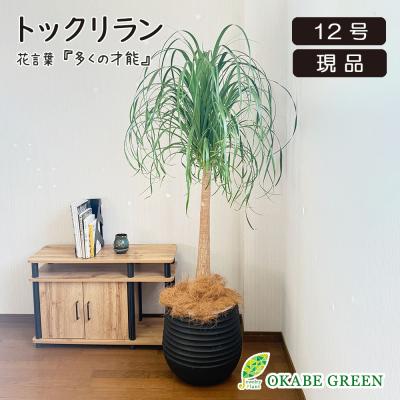 トックリランのおすすめ人気ランキングTOP100 - Yahoo!ショッピング