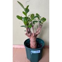 栽培者直販の熱帯植物専門販売店 - バオバブの木｜Yahoo!ショッピング