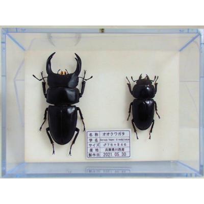 座標付き 野外幼虫採集品 オオクワガタ 標本 座標付き 野外幼虫採集品 オオクワガタ 標本