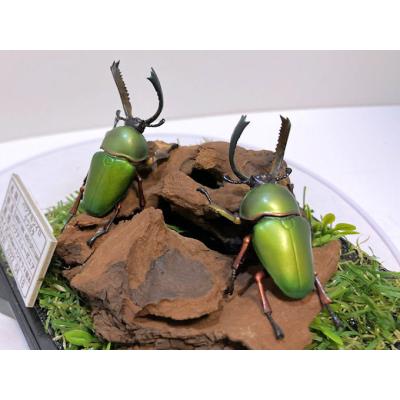 4?（クワガタ（標本））｜標本｜昆虫用品 | ペット用品、生き物 の商品