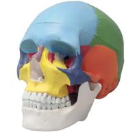 [Fellezza] 頭蓋骨模型 可動式頭蓋模型 歯模型 骨格 分解可能 実物大 | On-Line Yahoo!店