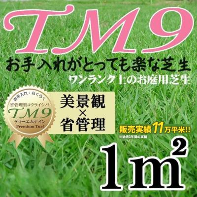 TM9（ガーデニング用芝、芝生）｜苗 | 花、ガーデニング のおすすめ
