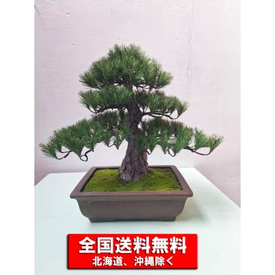 松のおすすめ人気商品一覧 通販 - Yahoo!ショッピング