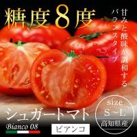 高知県産 シュガートマト ビアンコ S〜Lサイズ 約10玉前後 送料無料 フルーツ 果物 