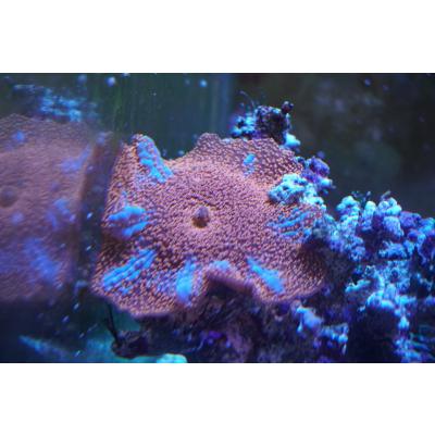 ディスクコーラルのおすすめ人気商品一覧 通販 - Yahoo!ショッピング