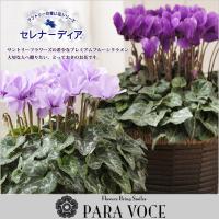 サントリー セレナーディア 青いシクラメン ブルーシクラメン 鉢花 花鉢 鉢植え 紫 アロマブルー ライラックフリル 新品種 珍しい お歳暮 花 