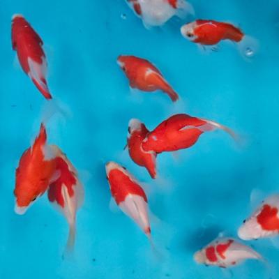 金魚 玉サバのおすすめ人気商品一覧 通販 - Yahoo!ショッピング