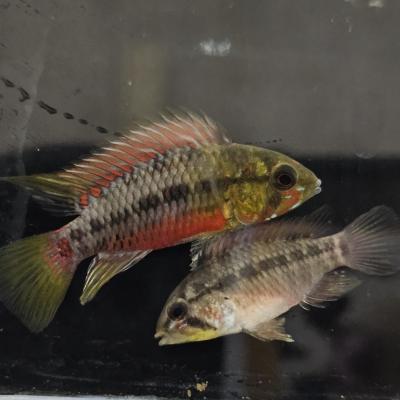 淡水エイ（熱帯魚生体）｜観賞魚生体｜熱帯魚、アクアリウム用品