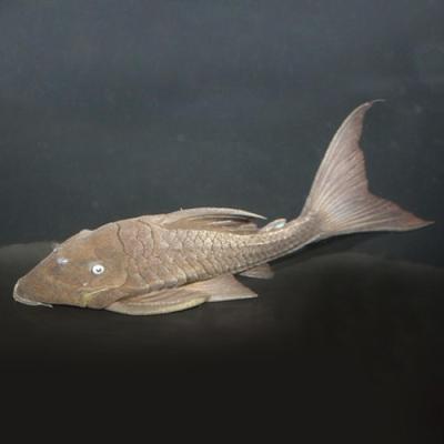 淡水エイ（熱帯魚生体）｜観賞魚生体｜熱帯魚、アクアリウム用品