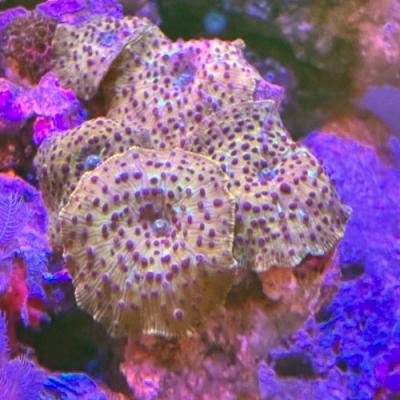未来アクアリウムヤフー店 - 観賞魚｜Yahoo!ショッピング