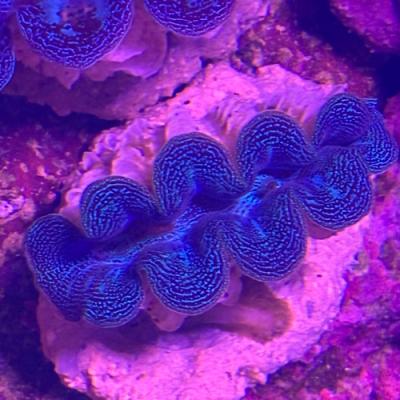 ヒメシャコガイのおすすめ人気商品一覧 通販 - Yahoo!ショッピング