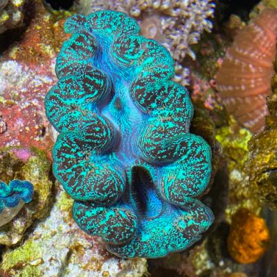 ヒメシャコガイのおすすめ人気商品一覧 通販 - Yahoo!ショッピング