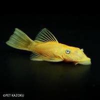 熱帯魚 プレコ スポテッドブッシープレコ 3cm 2匹 Mna 増子水景 通販 Yahoo ショッピング