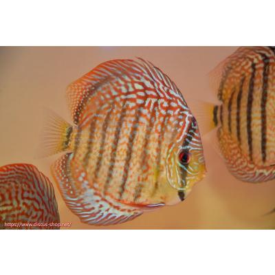 ディスカス 稚魚 生体の商品一覧 通販 - Yahoo!ショッピング